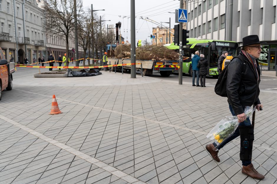 Laisvės alėjoje pradėtos sodinti liepos: Vokietijoje jos augintos apie 20 metų