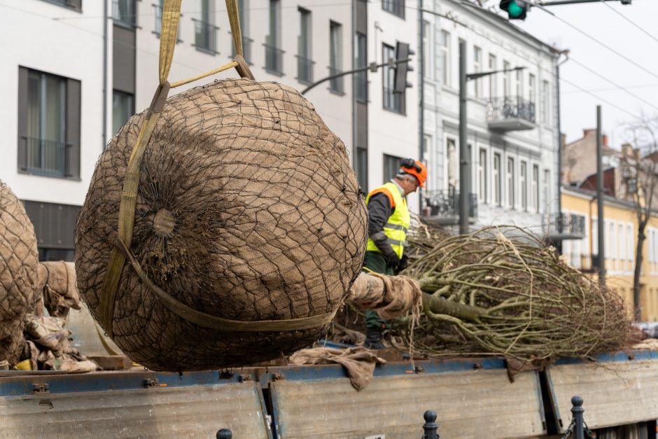 Laisvės alėjoje pradėtos sodinti liepos: Vokietijoje jos augintos apie 20 metų