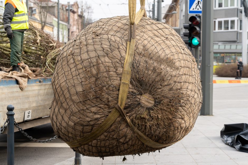 Laisvės alėjoje pradėtos sodinti liepos: Vokietijoje jos augintos apie 20 metų