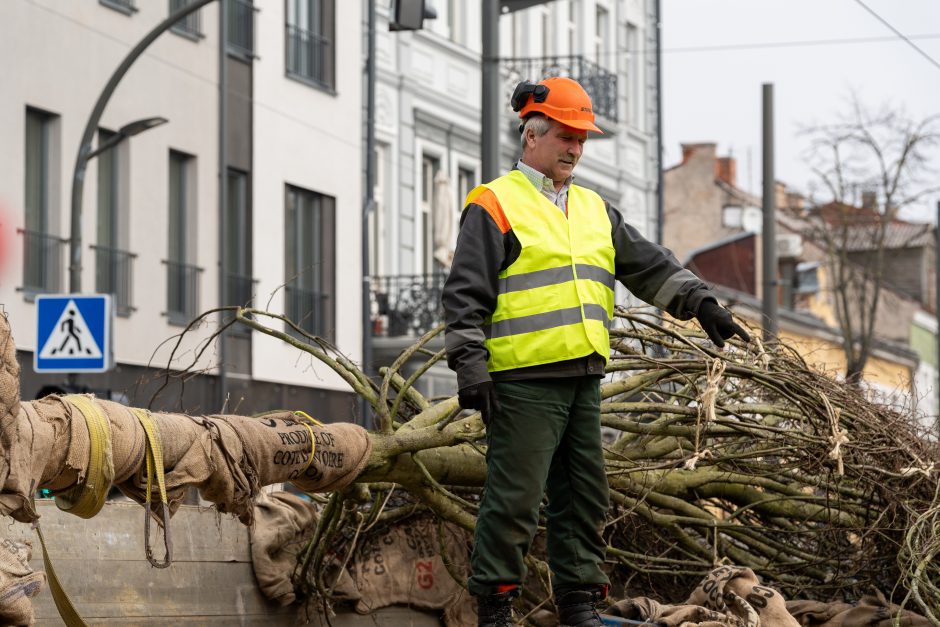 Laisvės alėjoje pradėtos sodinti liepos: Vokietijoje jos augintos apie 20 metų