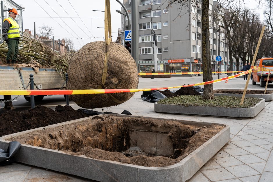 Laisvės alėjoje pradėtos sodinti liepos: Vokietijoje jos augintos apie 20 metų