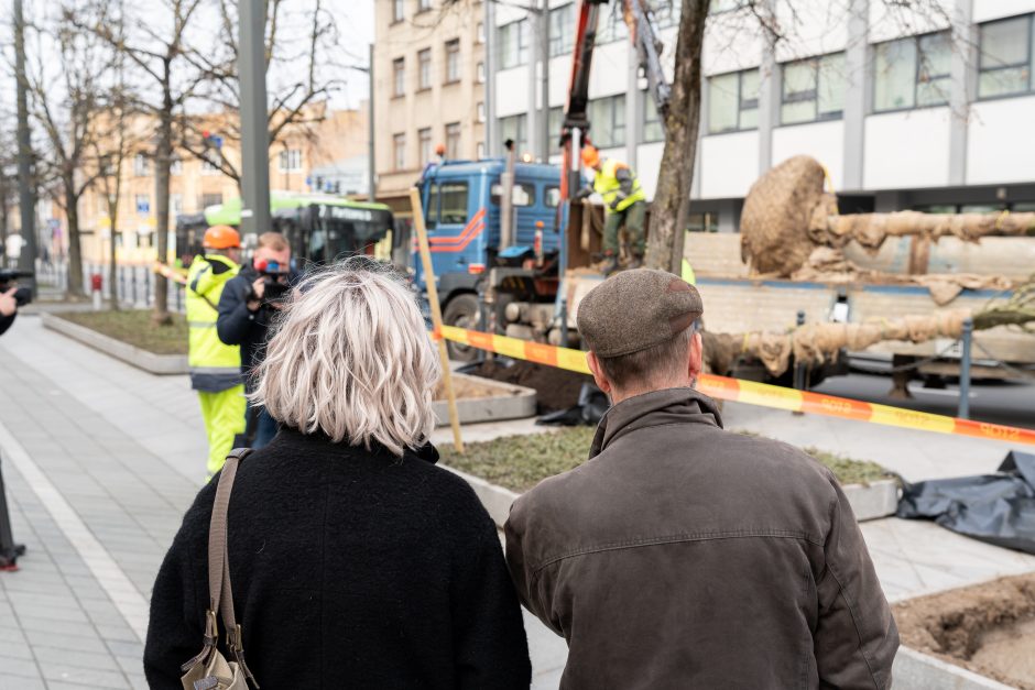 Laisvės alėjoje pradėtos sodinti liepos: Vokietijoje jos augintos apie 20 metų