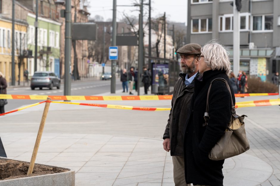 Laisvės alėjoje pradėtos sodinti liepos: Vokietijoje jos augintos apie 20 metų