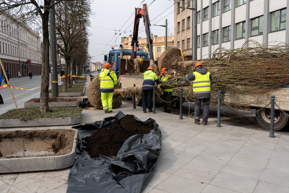 Laisvės alėjoje pradėtos sodinti liepos: Vokietijoje jos augintos apie 20 metų