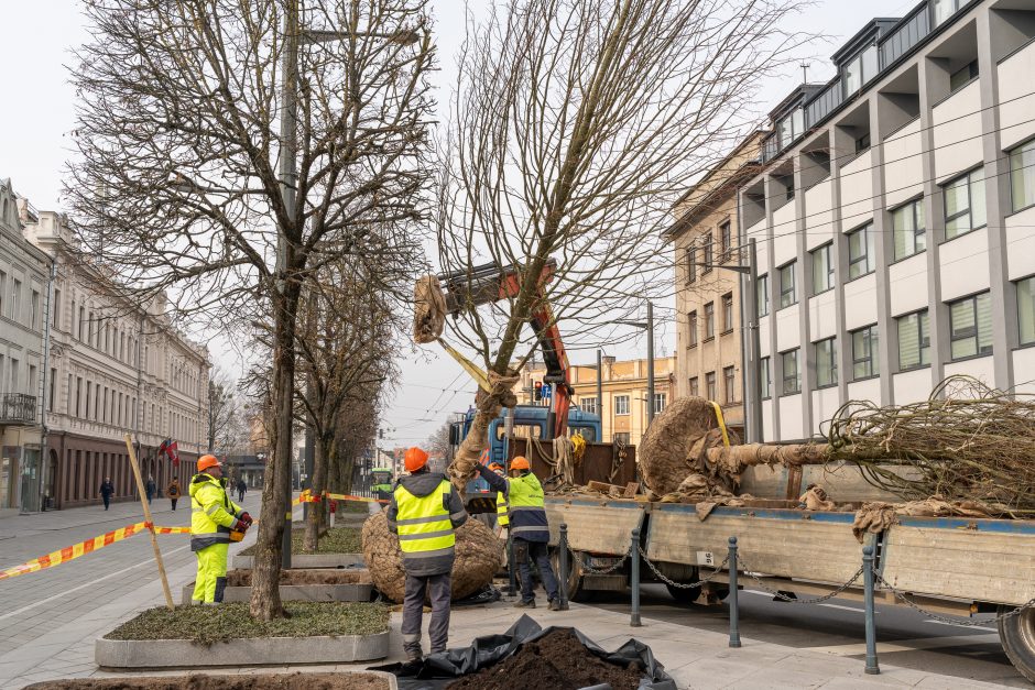 Laisvės alėjoje pradėtos sodinti liepos: Vokietijoje jos augintos apie 20 metų