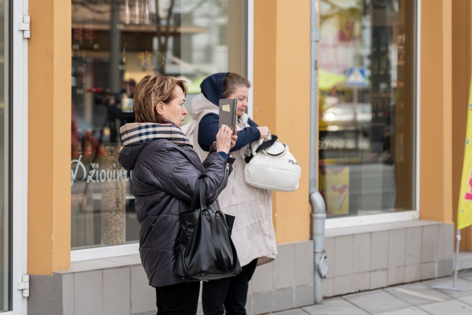 Laisvės alėjoje pradėtos sodinti liepos: Vokietijoje jos augintos apie 20 metų