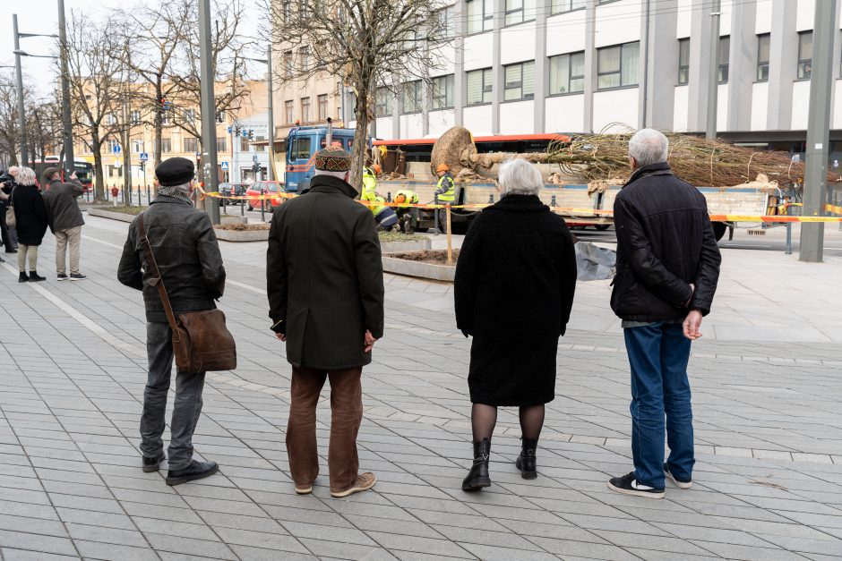 Laisvės alėjoje pradėtos sodinti liepos: Vokietijoje jos augintos apie 20 metų