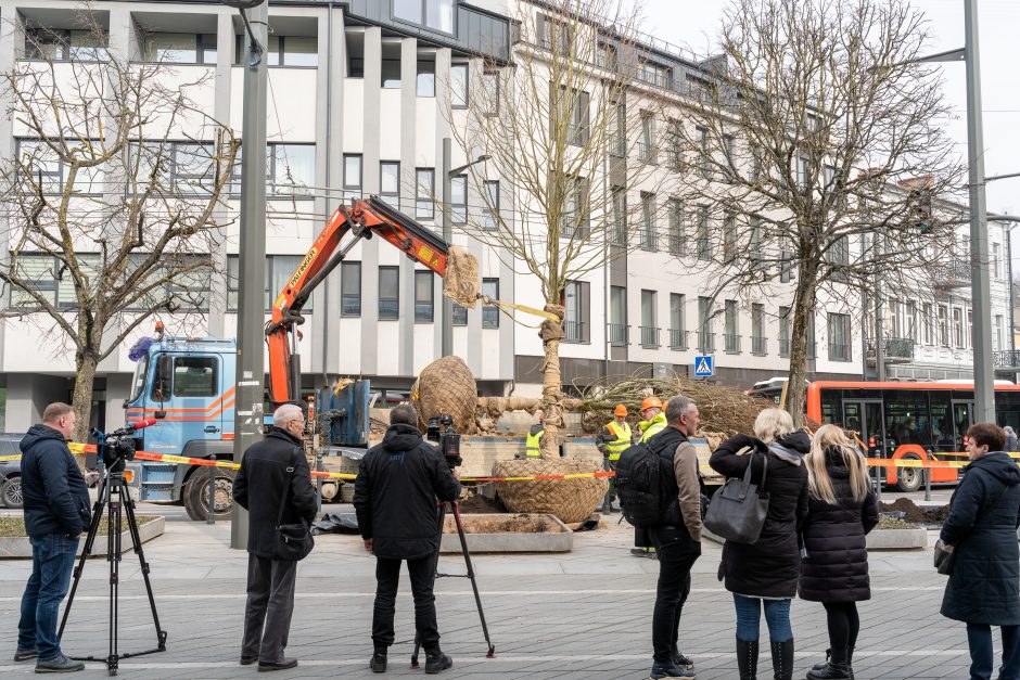 Laisvės alėjoje pradėtos sodinti liepos: Vokietijoje jos augintos apie 20 metų