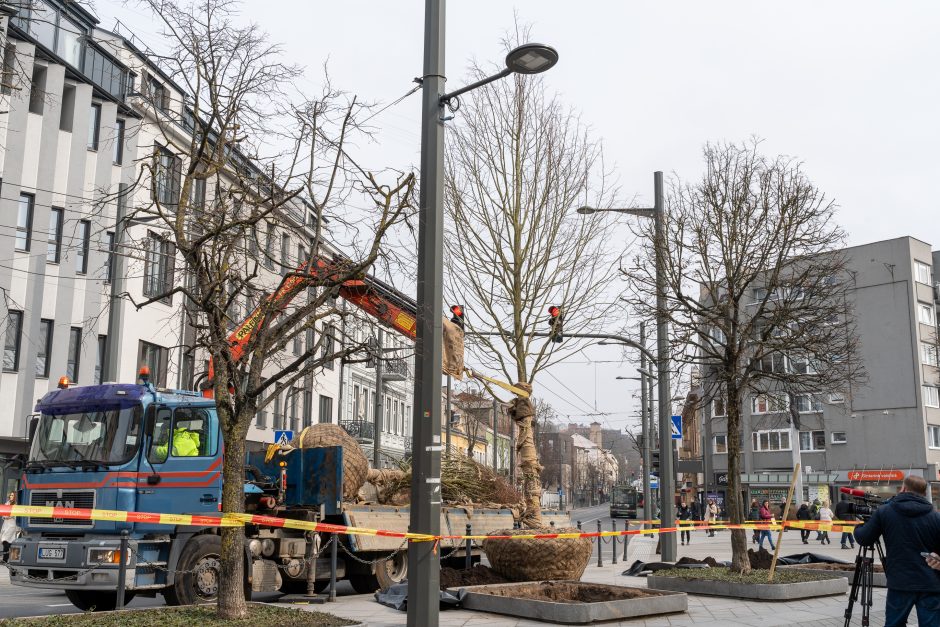 Laisvės alėjoje pradėtos sodinti liepos: Vokietijoje jos augintos apie 20 metų