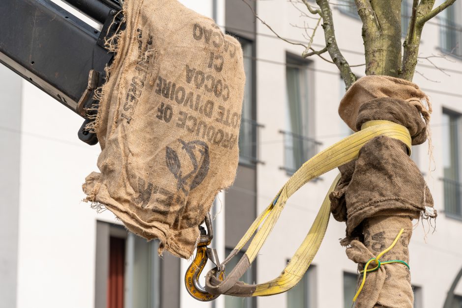 Laisvės alėjoje pradėtos sodinti liepos: Vokietijoje jos augintos apie 20 metų