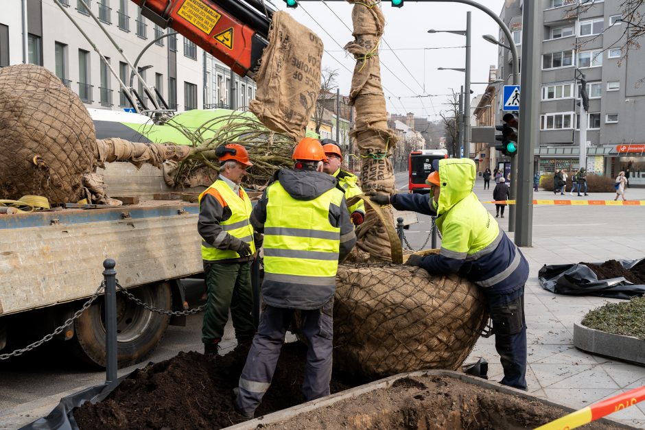 Laisvės alėjoje pradėtos sodinti liepos: Vokietijoje jos augintos apie 20 metų