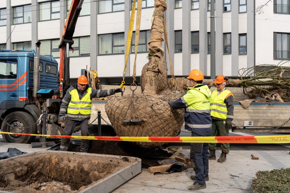 Laisvės alėjoje pradėtos sodinti liepos: Vokietijoje jos augintos apie 20 metų