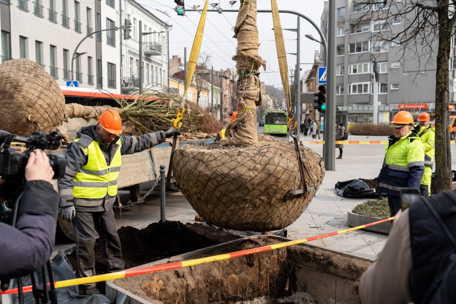 Laisvės alėjoje pradėtos sodinti liepos: Vokietijoje jos augintos apie 20 metų