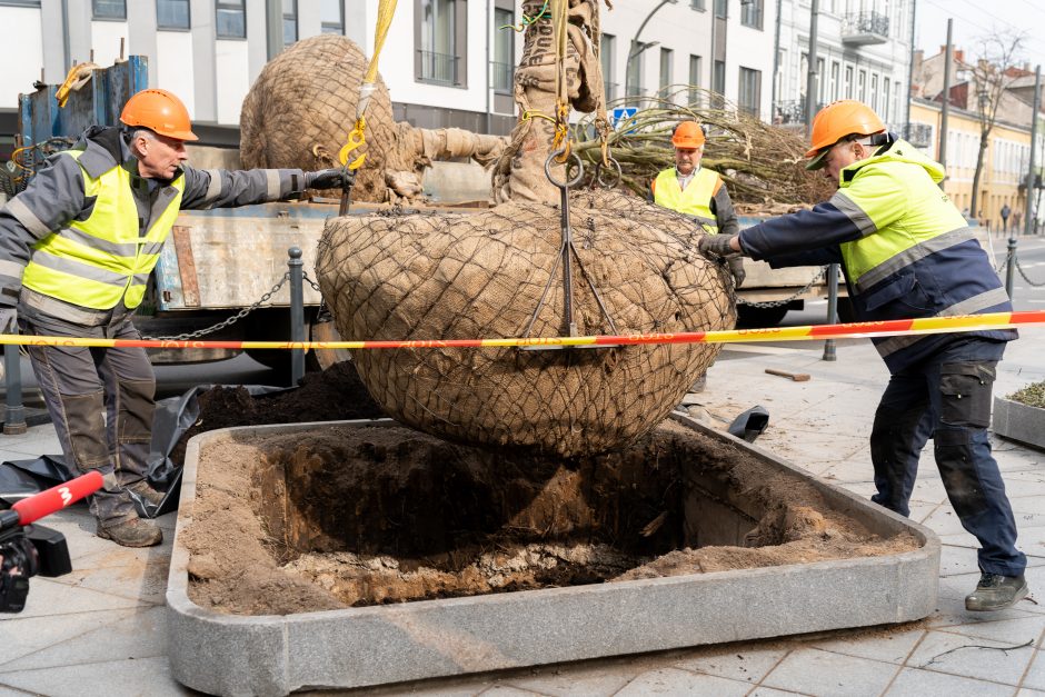 Laisvės alėjoje pradėtos sodinti liepos: Vokietijoje jos augintos apie 20 metų