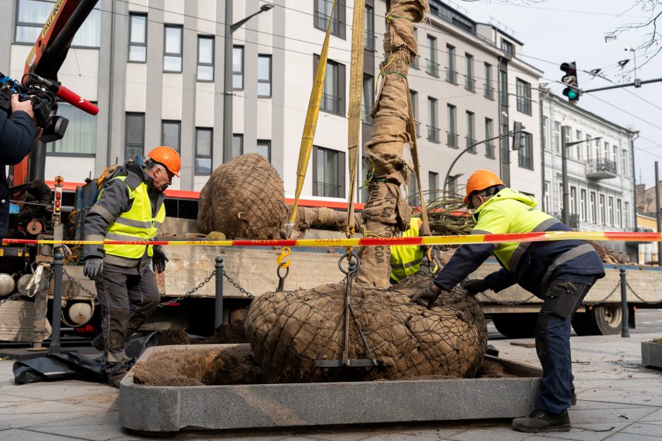 Laisvės alėjoje pradėtos sodinti liepos: Vokietijoje jos augintos apie 20 metų