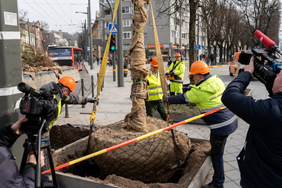 Laisvės alėjoje pradėtos sodinti liepos: Vokietijoje jos augintos apie 20 metų