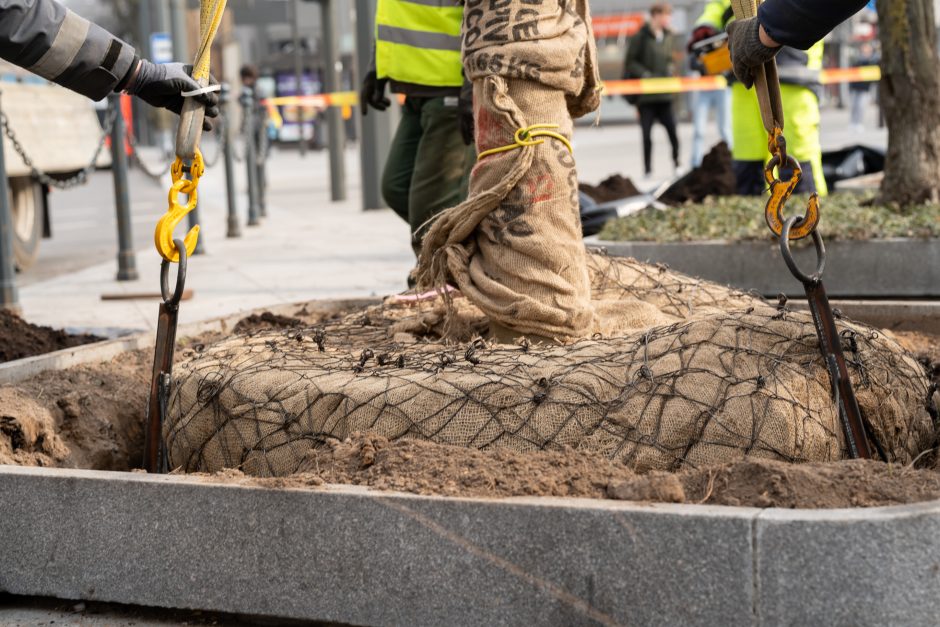 Laisvės alėjoje pradėtos sodinti liepos: Vokietijoje jos augintos apie 20 metų