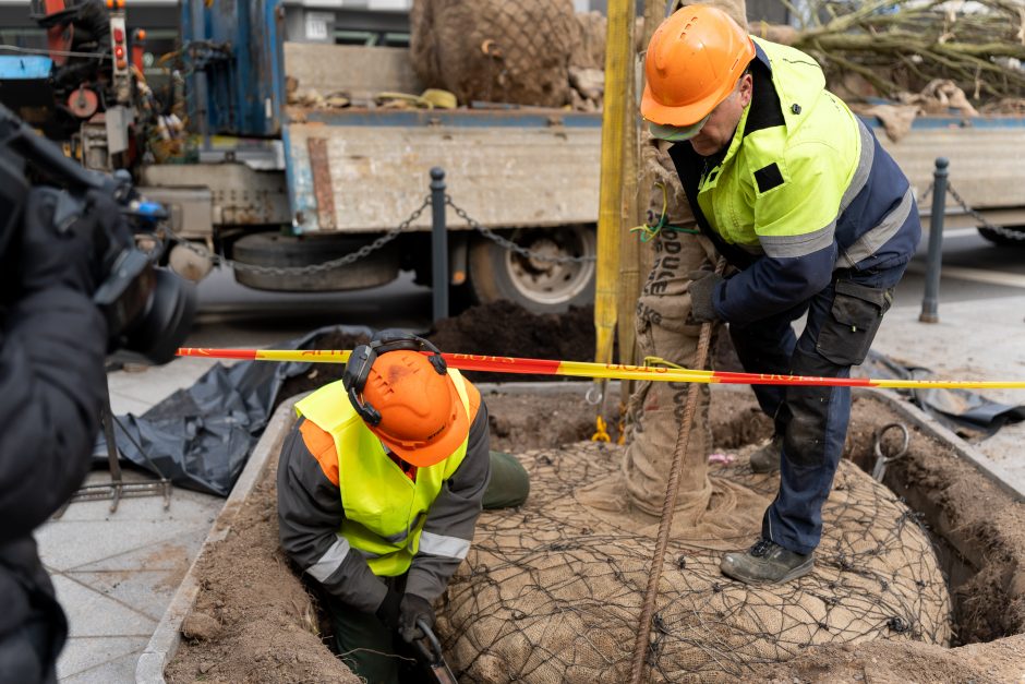 Laisvės alėjoje pradėtos sodinti liepos: Vokietijoje jos augintos apie 20 metų