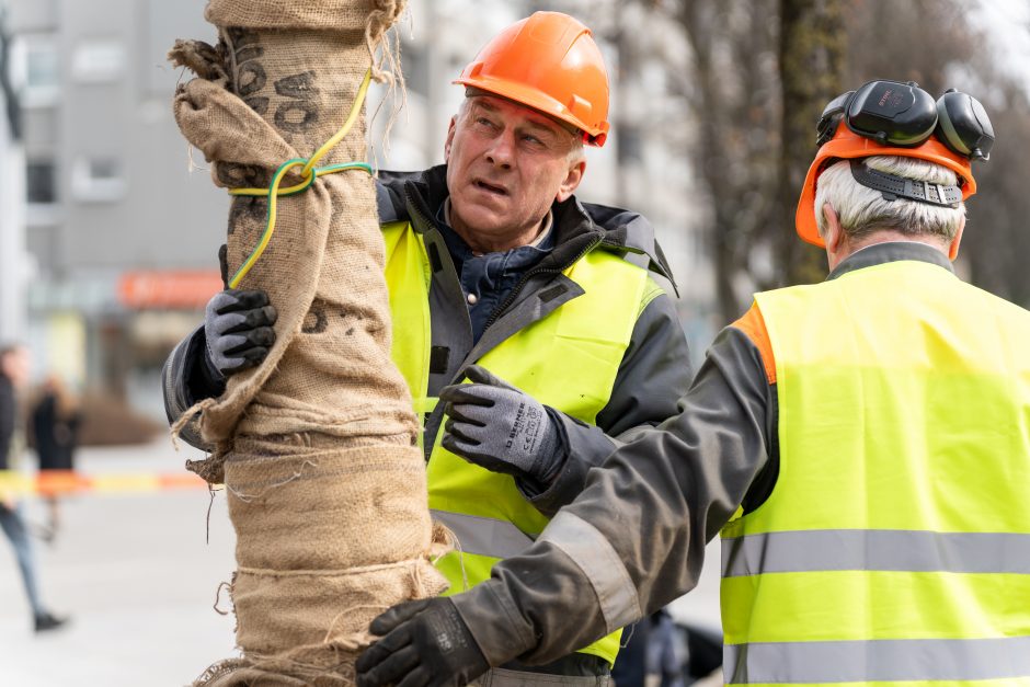 Laisvės alėjoje pradėtos sodinti liepos: Vokietijoje jos augintos apie 20 metų