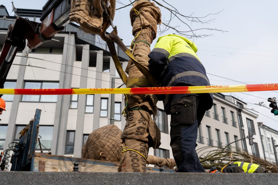 Laisvės alėjoje pradėtos sodinti liepos: Vokietijoje jos augintos apie 20 metų