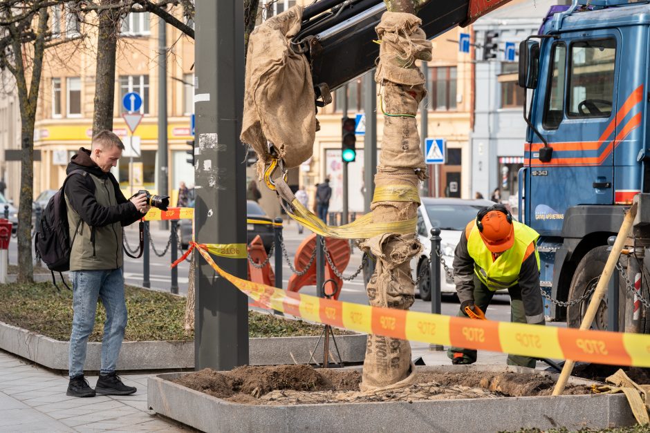 Laisvės alėjoje pradėtos sodinti liepos: Vokietijoje jos augintos apie 20 metų