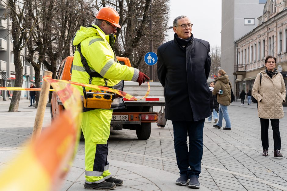 Laisvės alėjoje pradėtos sodinti liepos: Vokietijoje jos augintos apie 20 metų