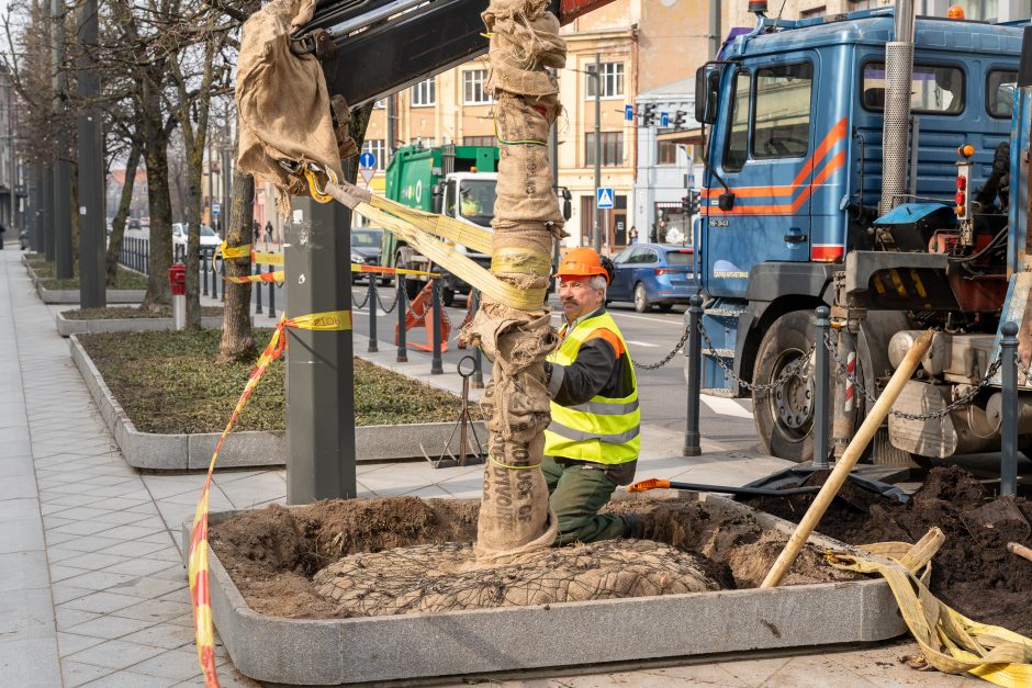 Laisvės alėjoje pradėtos sodinti liepos: Vokietijoje jos augintos apie 20 metų