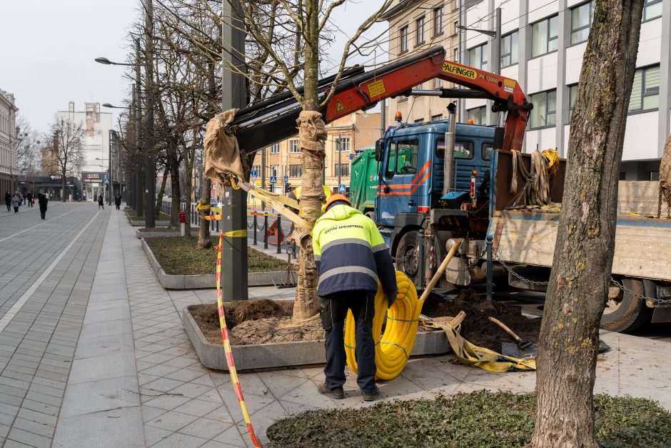 Laisvės alėjoje pradėtos sodinti liepos: Vokietijoje jos augintos apie 20 metų