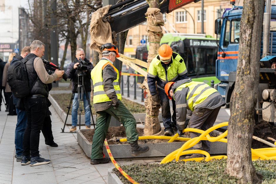 Laisvės alėjoje pradėtos sodinti liepos: Vokietijoje jos augintos apie 20 metų