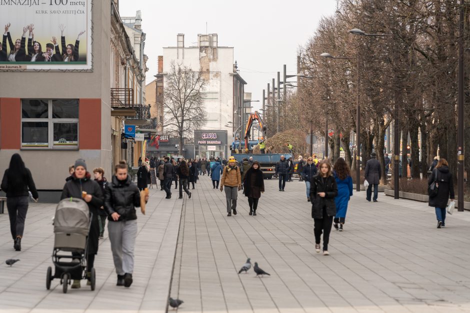 Laisvės alėjoje pradėtos sodinti liepos: Vokietijoje jos augintos apie 20 metų