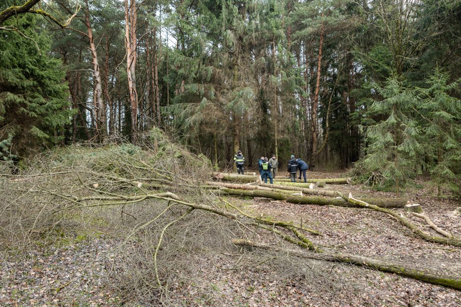 Gyventojai stoja prieš nelegalų medžių kirtimą rekreaciniame miške: pjauna viską 