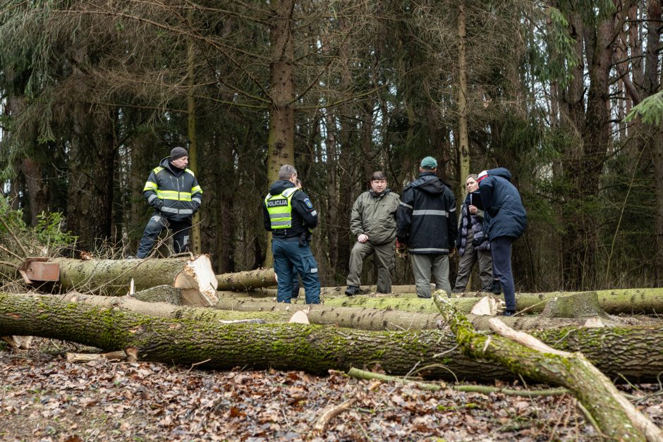 Gyventojai stoja prieš nelegalų medžių kirtimą rekreaciniame miške: pjauna viską 