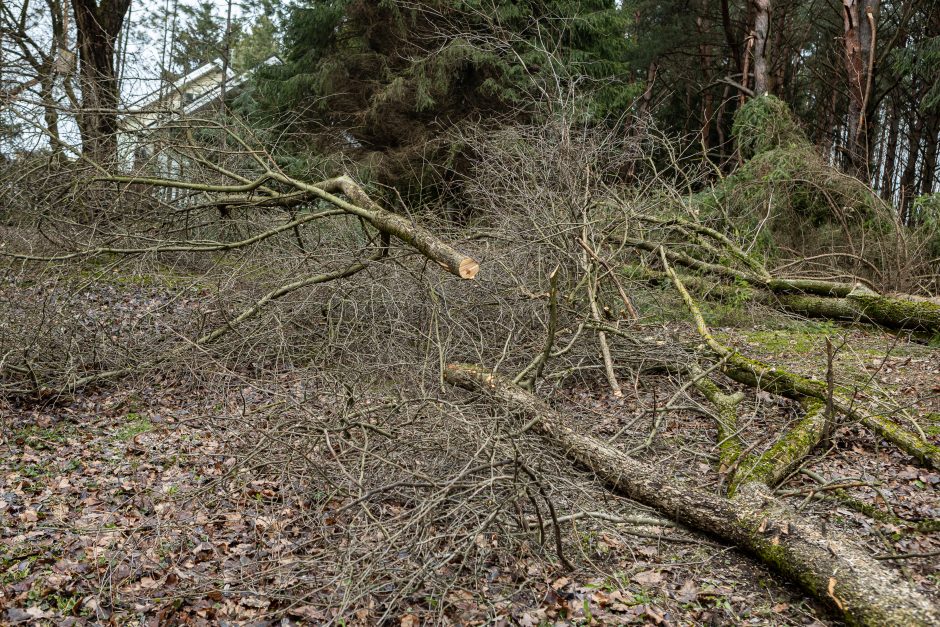 Gyventojai stoja prieš nelegalų medžių kirtimą rekreaciniame miške: pjauna viską 