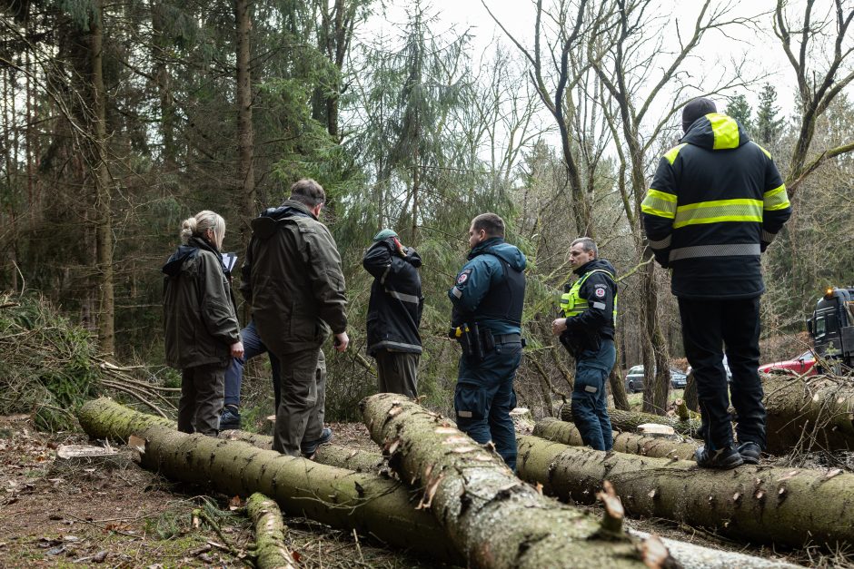 Gyventojai stoja prieš nelegalų medžių kirtimą rekreaciniame miške: pjauna viską 