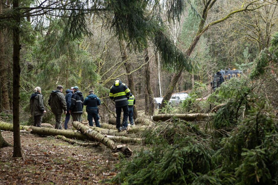 Gyventojai stoja prieš nelegalų medžių kirtimą rekreaciniame miške: pjauna viską 