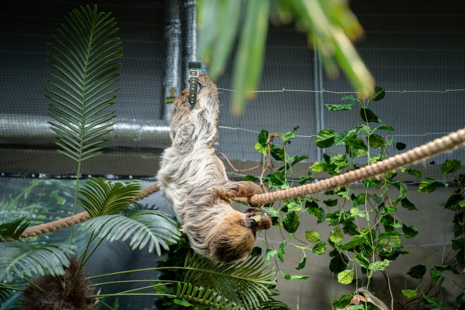 Lietuvos zoologijos sode – naujokas tinginys