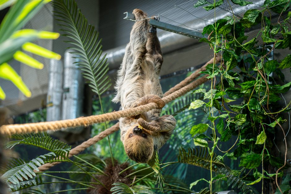 Lietuvos zoologijos sode – naujokas tinginys