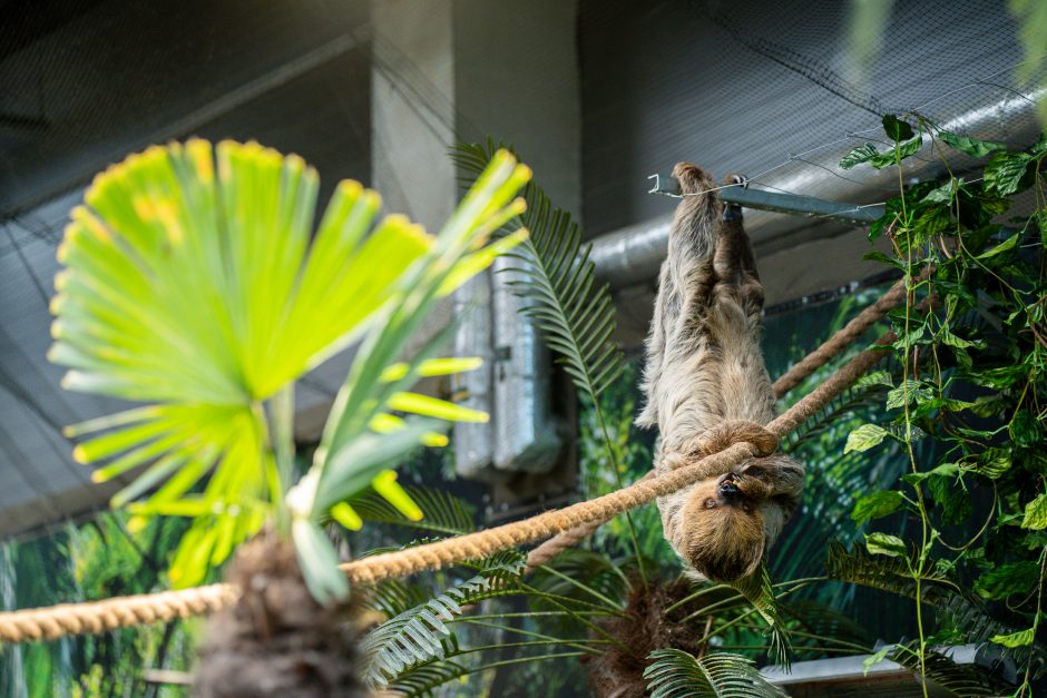 Lietuvos zoologijos sode – naujokas tinginys