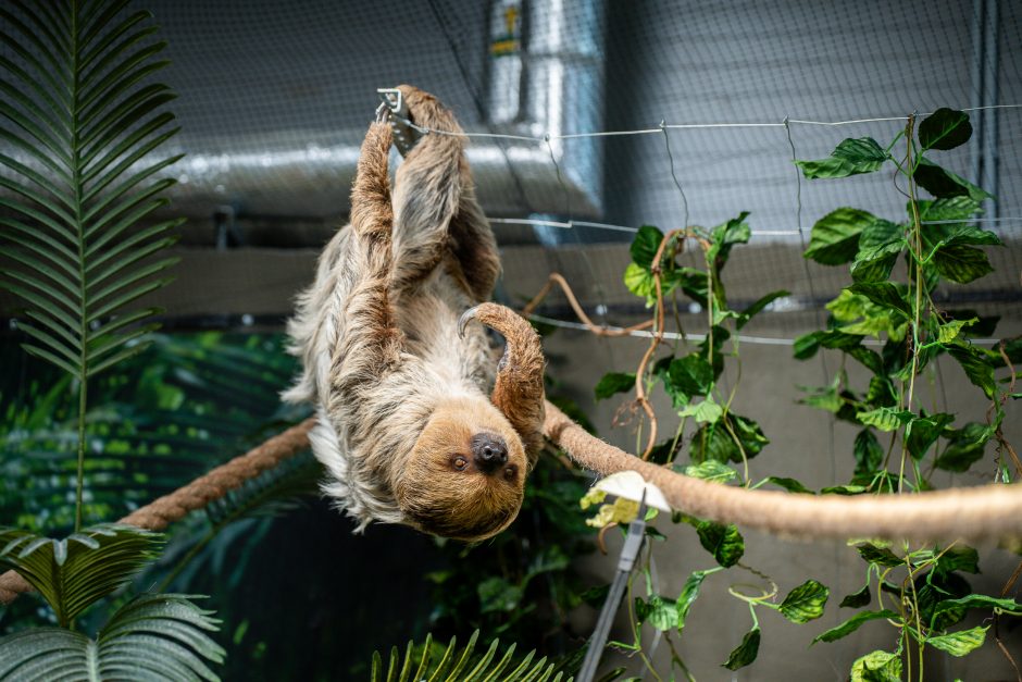 Lietuvos zoologijos sode – naujokas tinginys