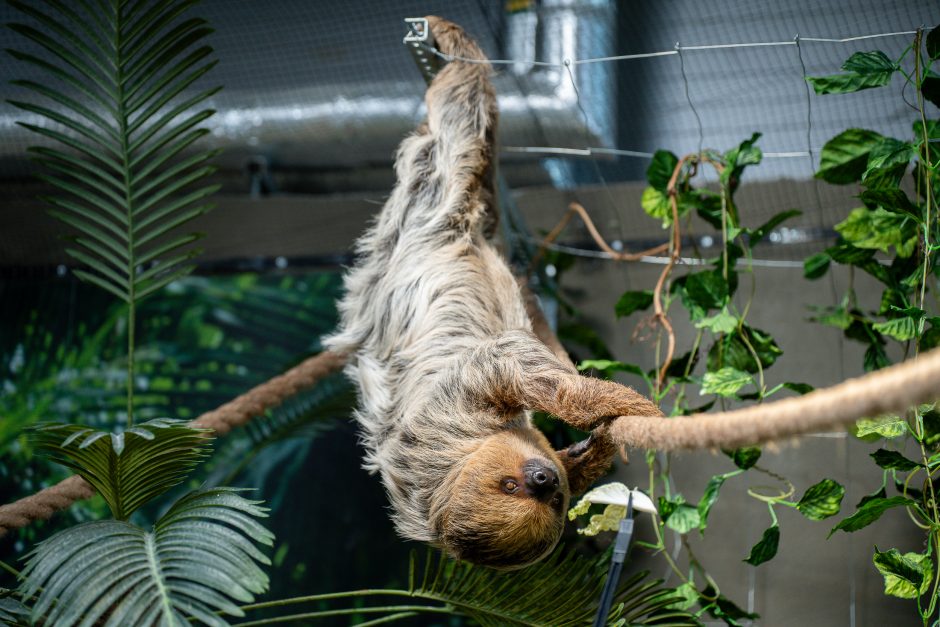 Lietuvos zoologijos sode – naujokas tinginys