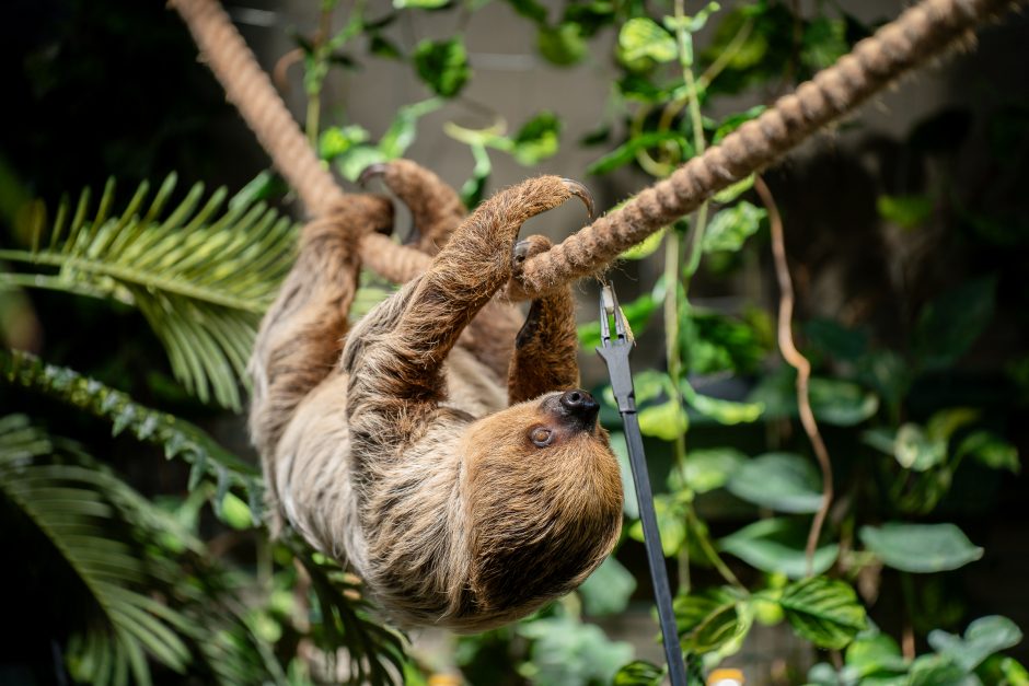 Lietuvos zoologijos sode – naujokas tinginys