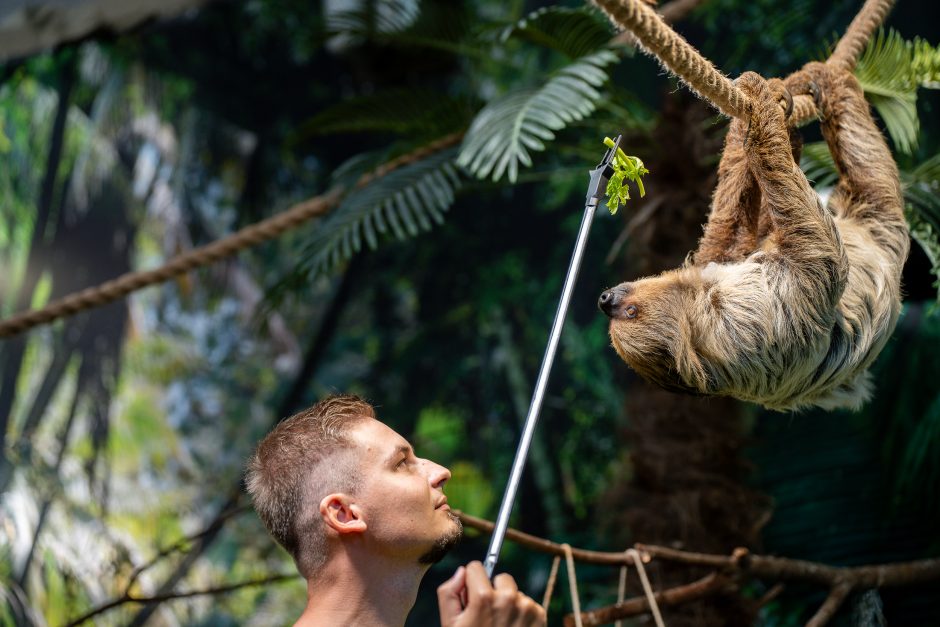 Lietuvos zoologijos sode – naujokas tinginys