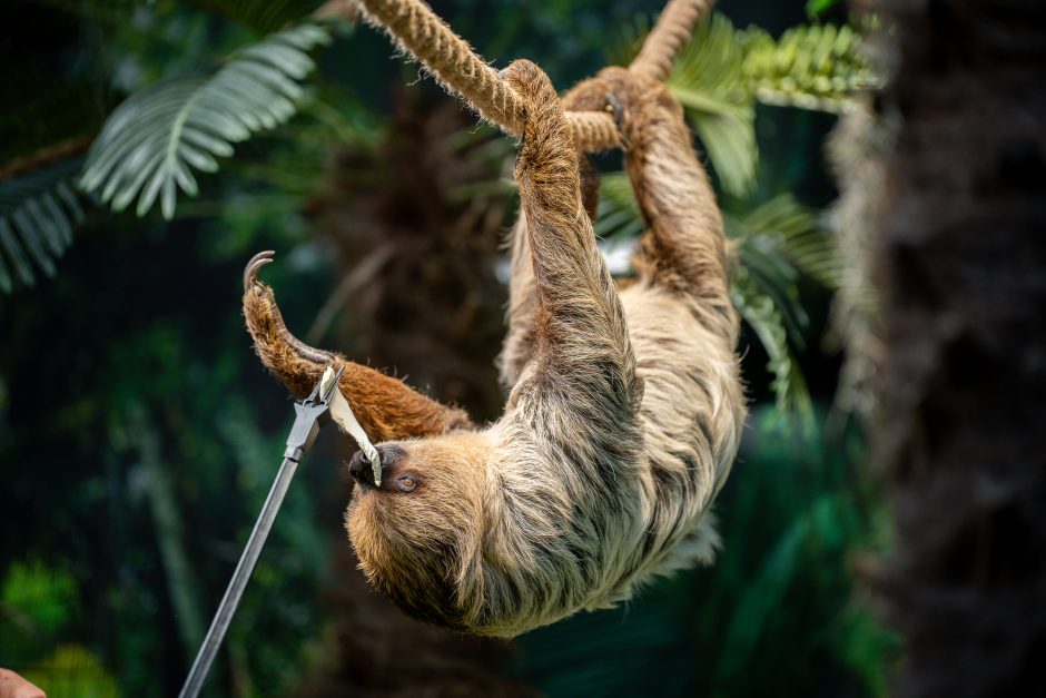 Lietuvos zoologijos sode – naujokas tinginys