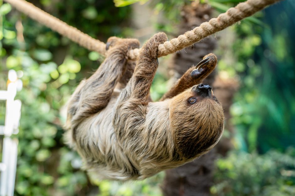 Lietuvos zoologijos sode – naujokas tinginys