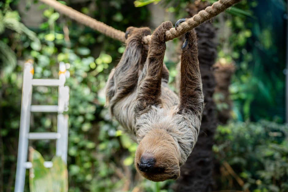 Lietuvos zoologijos sode – naujokas tinginys