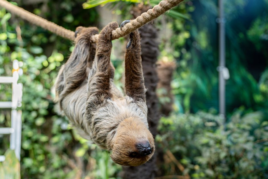 Lietuvos zoologijos sode – naujokas tinginys