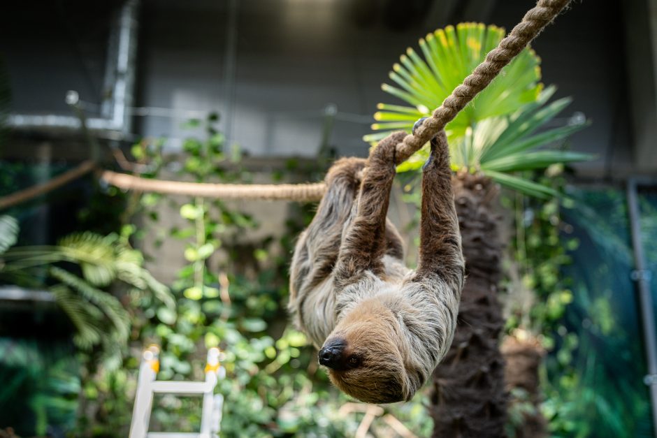 Lietuvos zoologijos sode – naujokas tinginys