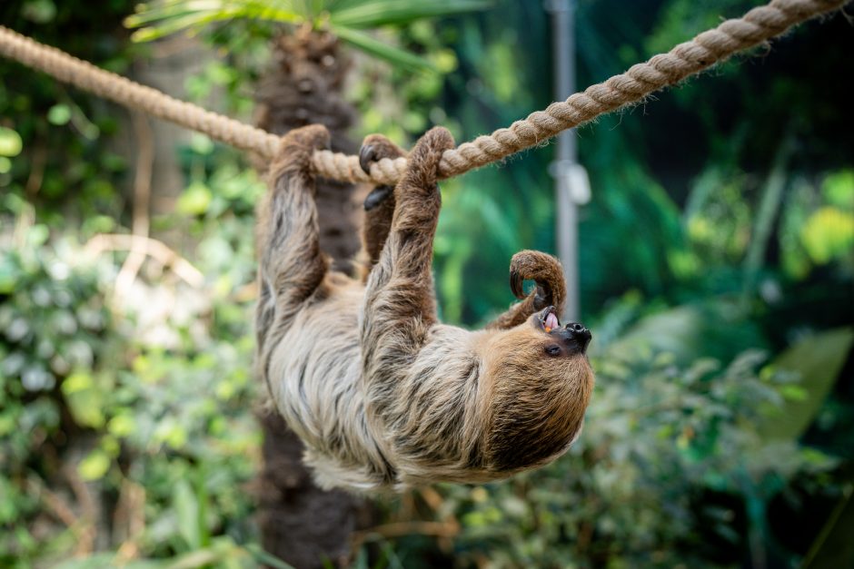 Lietuvos zoologijos sode – naujokas tinginys