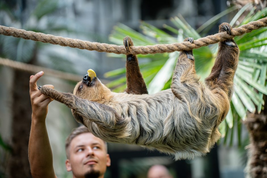 Lietuvos zoologijos sode – naujokas tinginys