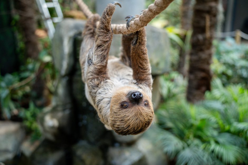 Lietuvos zoologijos sode – naujokas tinginys